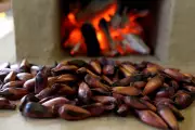 Pinhão engorda? Nutricionista explica como incluir semente na dieta sem culpa