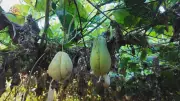 Plantação de chuchu com frutos de duas cores surpreende no Oeste do Paraná