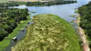 Plantas aquáticas bloqueiam navegação e destroem ancoradouros no Rio Dourados em Lins