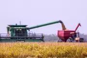 Plantio de soja em Roraima deve crescer 9,4% em 2026, estima Seadi