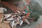 PM Ambiental apreende 53 kg de peixes e materiais ilegais em Lucélia