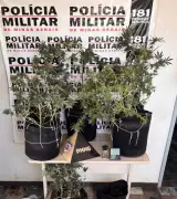 PM descobre estufa clandestina de maconha em Itapecerica; suspeito foge