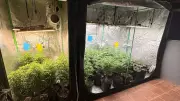 Polícia apreende 50 pés de maconha em operação contra tráfico interestadual em Campinas
