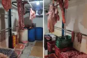 Polícia fecha matadouro clandestino e apreende 705 kg de carne em Jacareí