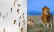 Por que mosquitos são mais perigosos que leões e como erradicá-los