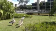 Prefeitura de Sorocaba retira aves do lago após morte de patos