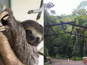 Preguiça atropelada volta à natureza após cirurgia e 60 dias de tratamento