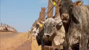 Preço da carne bovina no atacado atinge recorde com alta de 45% em dois anos