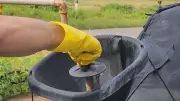 Projeto do Amapá transforma caroço de açaí em energia e recebe certificado de viabilidade