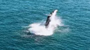 Projeto incentiva avistamento responsável de baleias no Litoral Norte de SP