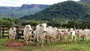 Rastreabilidade bovina individual começa a ser implantada no Tocantins