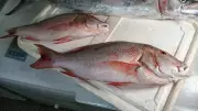 Rastreamento de peixes é essencial para combater ciguatera, diz especialista