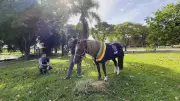 Reencontro emocionante: veterinário de Sorocaba revê cavalo Caramelo resgatado no RS