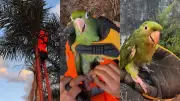 Resgate de maritaca presa a linha de pipa em Uberlândia emociona redes