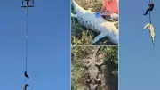 Restos mortais de empresário português são encontrados dentro de crocodilo na África do Sul