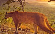 Santuário na Chapada dos Veadeiros abriga fauna do Cerrado após ataque de onça