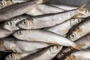 Sardinha enlatada: 3 benefícios para saúde que você precisa conhecer