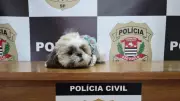 Shih Tzu furtada há 11 meses em Campinas é recuperada pela Polícia Civil