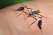 São Paulo confirma 9 casos de febre amarela em 2026; 5 mortes no Vale do Paraíba