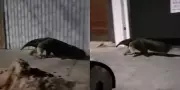 Tamanduá-bandeira é resgatado após circular pelo centro de Bauru