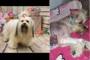 Teddy, cão queimado em pet shop irregular, passará por transfusão de sangue