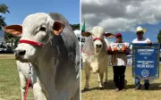Touro goiano Maverick é Grande Campeão da Expozebu na categoria Nelore Mocho