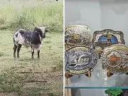 Touro premiado de rodeio é apreendido em operação contra lavagem de dinheiro do PCC