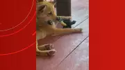 Tucano e cachorro brincam em amizade inusitada no Amazonas
