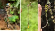USP descobre 22 espécies de libélula na Serra do Japi, três inéditas em SP
