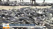 Vídeos do Jornal do Almoço Florianópolis de 21 de maio