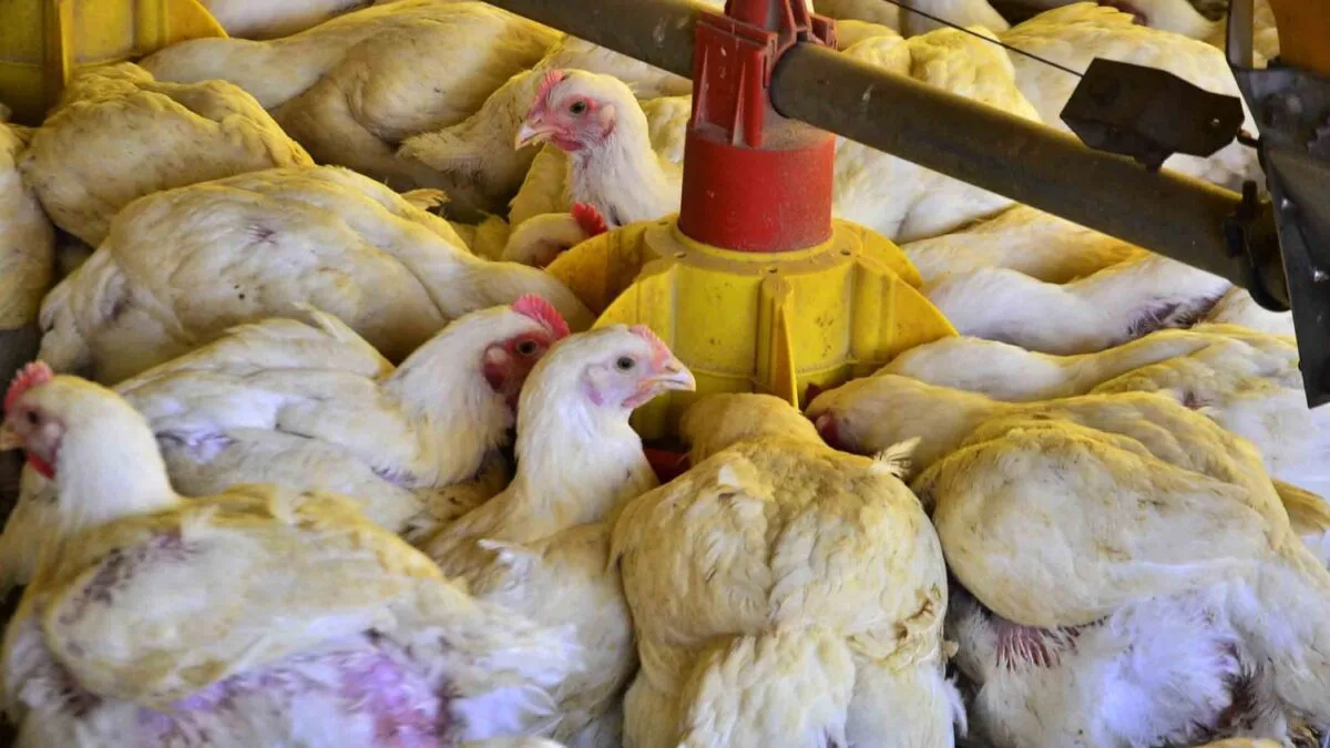 Sete Países Reabrem Mercado para Frango Brasileiro Após Gripe Aviária