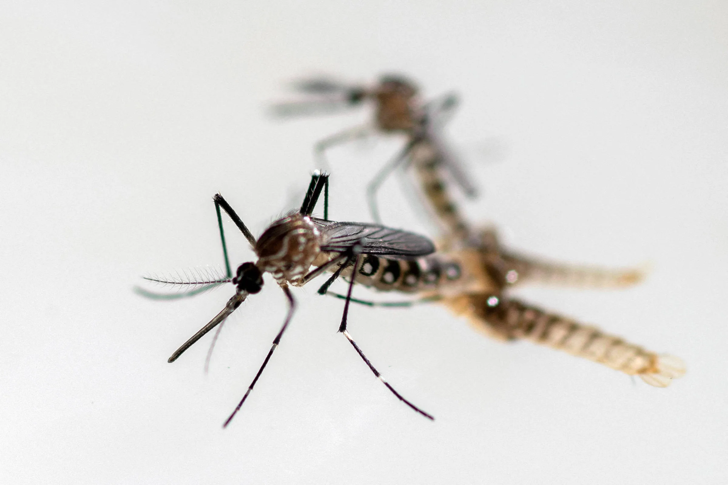 Acre decreta emergência em saúde pública após mais de 4 mil casos de dengue