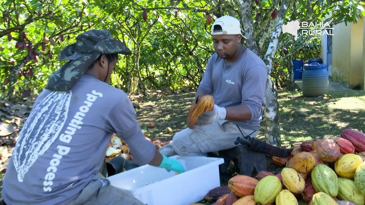 Cacau bate recorde, mas produtores da Bahia enfrentam frustração com queda de preços