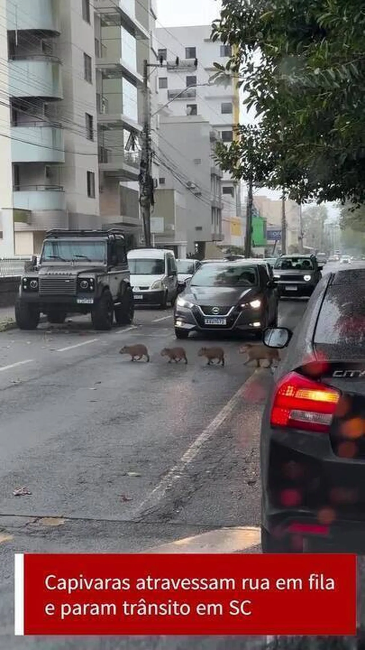 Grupo de capivaras forma fila e para trânsito em avenida de Tubarão