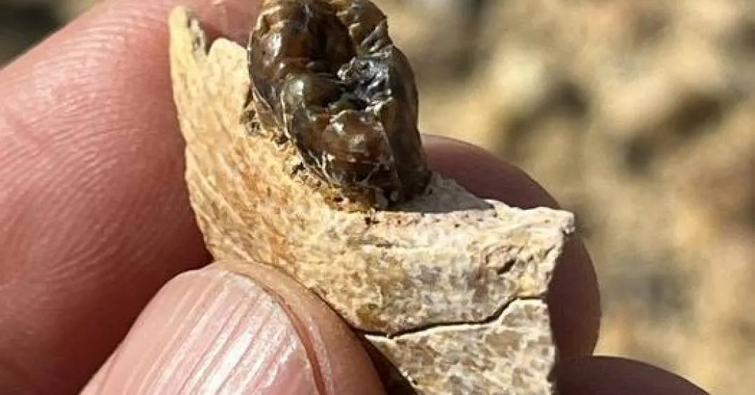 Fóssil no Egito Revela Ancestral Comum Entre Humanos e Macacos