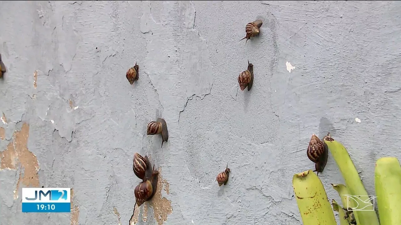 Infestação de caramujos africanos preocupa moradores na Grande São Luís