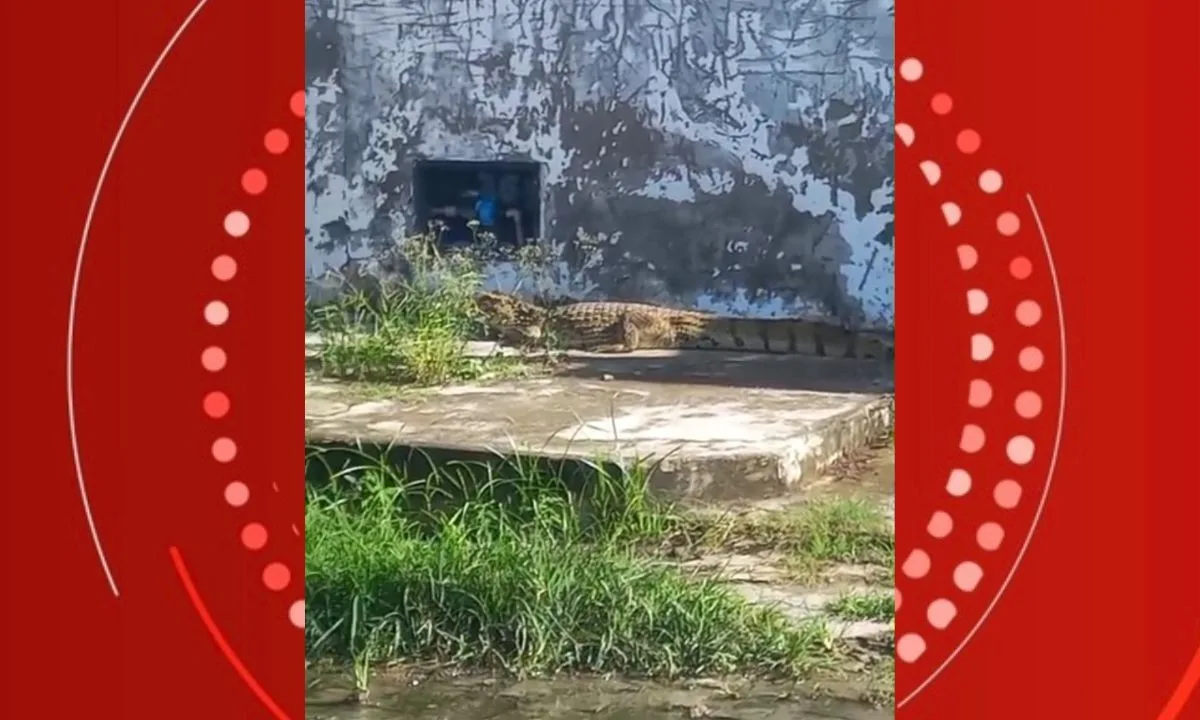 Jacaré de um metro é resgatado por bombeiros em Feira de Santana