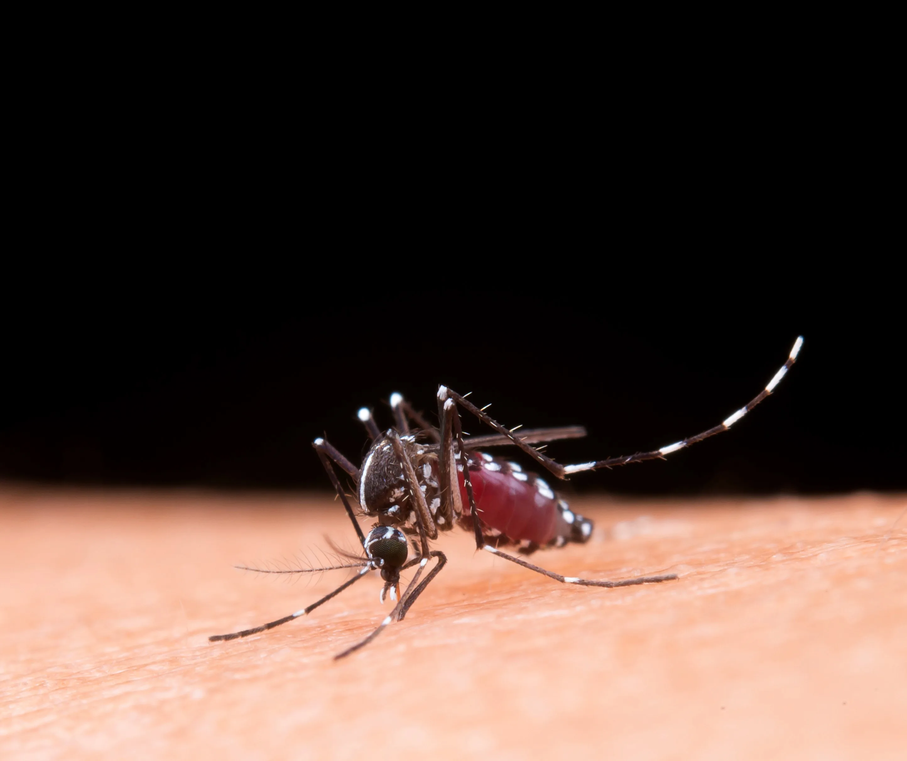 Limeira confirma quarta morte por dengue em 2025 e investiga outros 18 óbitos