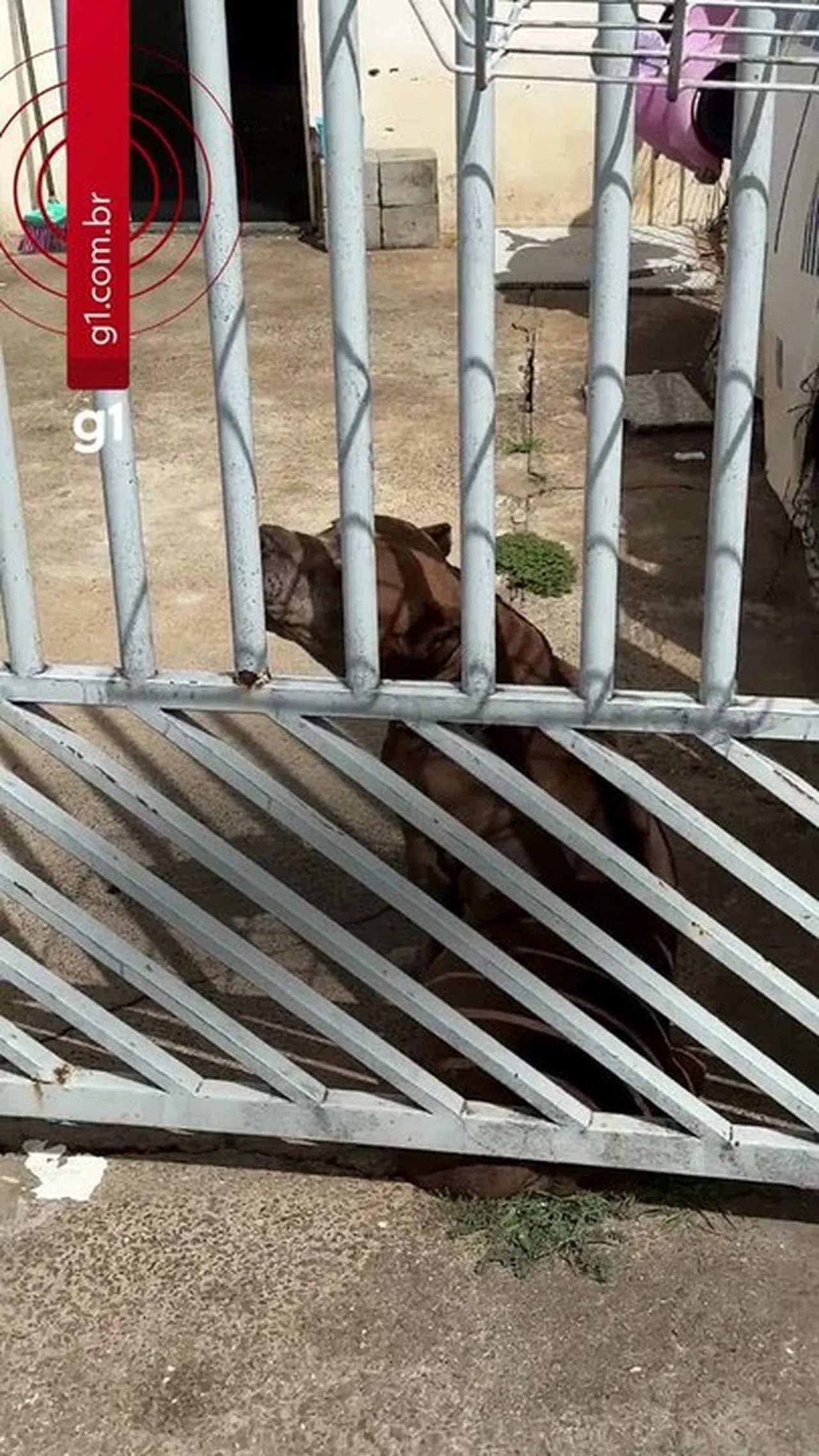 Pitbull resgatado em Nova Odessa após ser mantido sem proteção contra sol e chuva