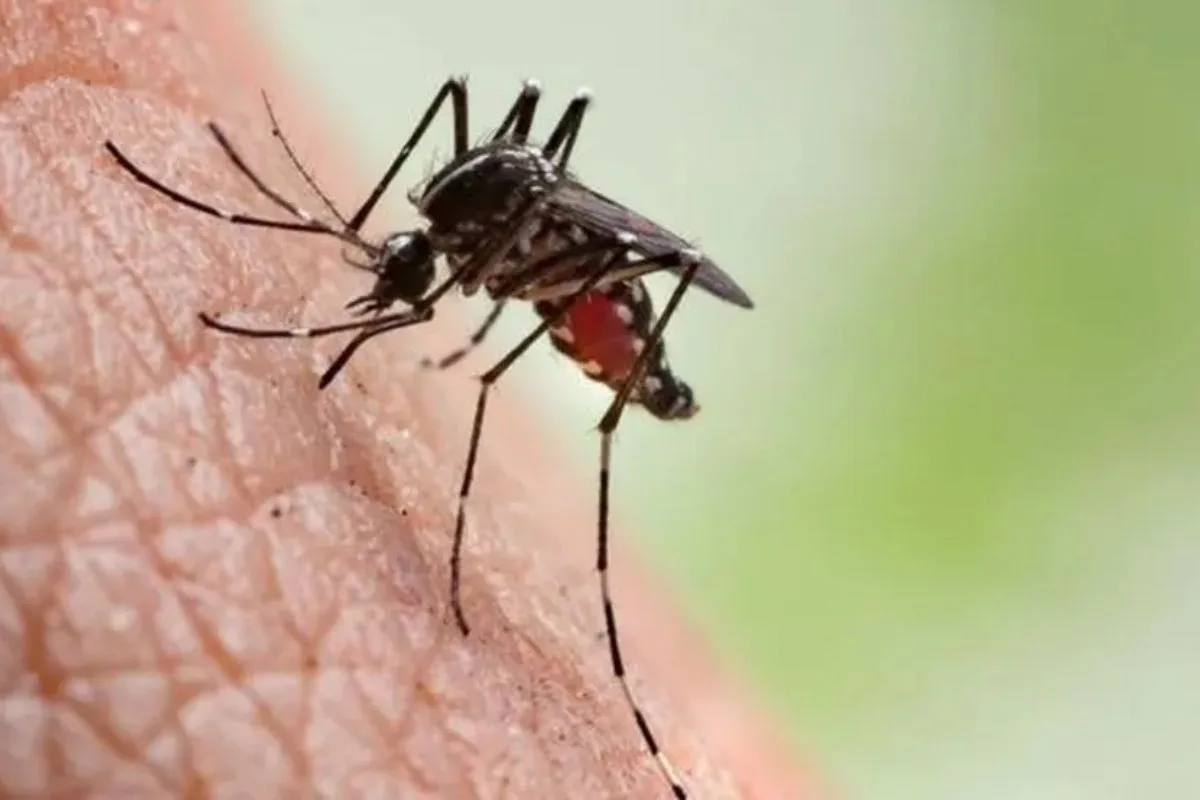 Taubaté decreta epidemia de dengue e intensifica combate ao Aedes