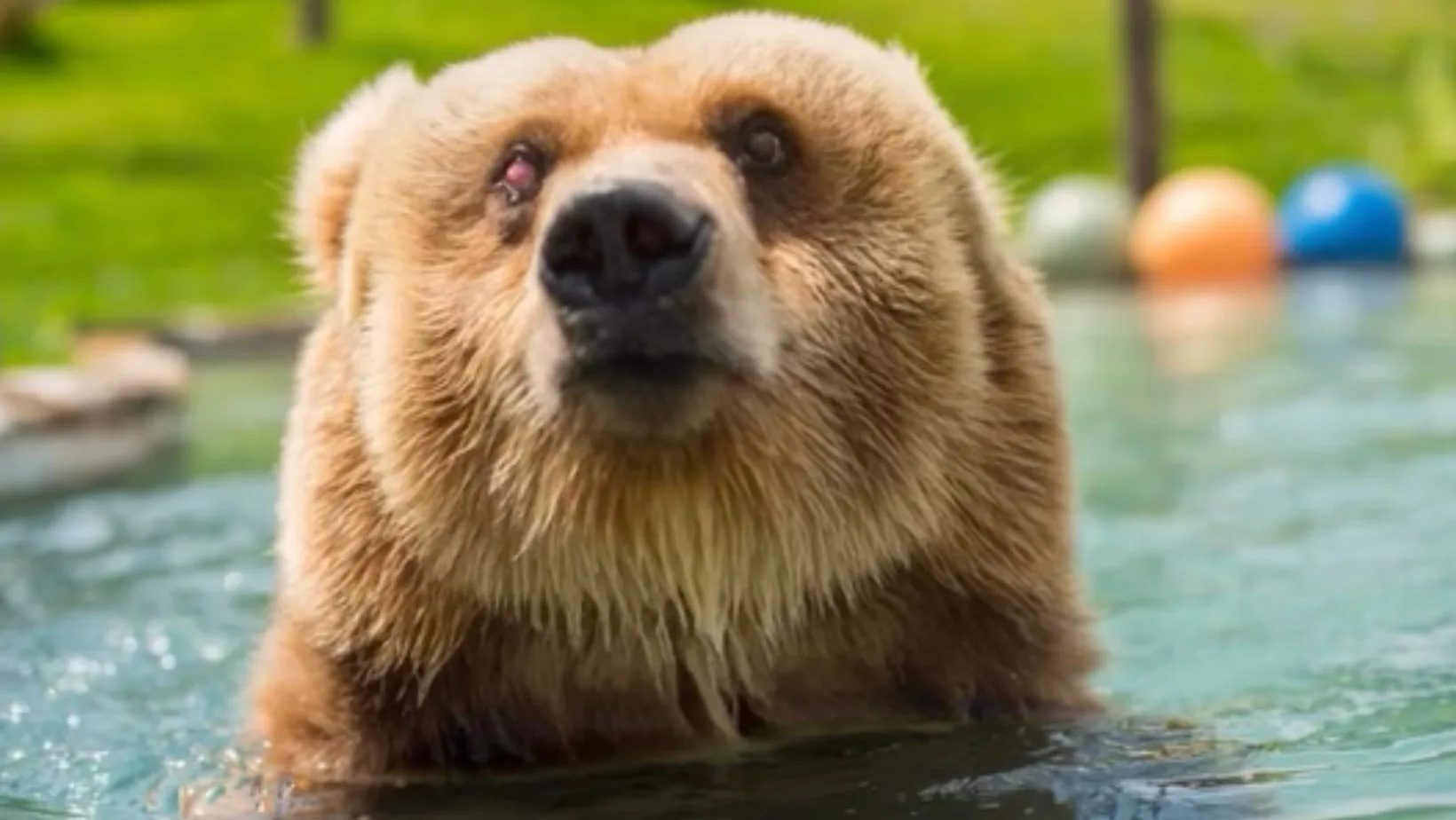 Urso-pardo resgatado de circo morre em santuário no interior de SP