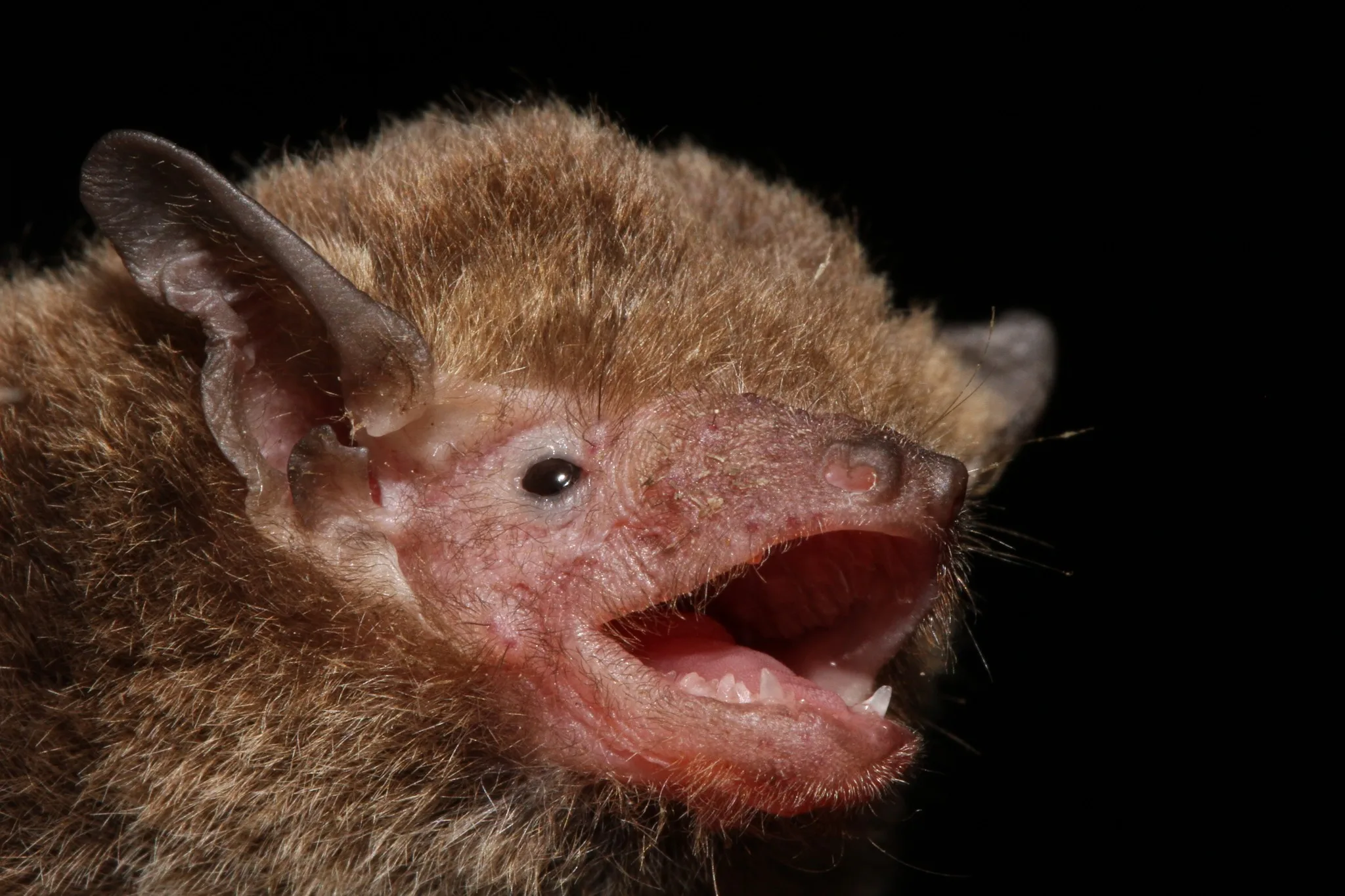 Estudo alerta que vírus de morcego pode ter potencial para infectar humanos