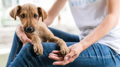 1º Circuito Pet Habitacional oferece serviços gratuitos em Macapá