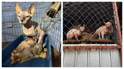 133 gatos e 5 cães resgatados de abrigo clandestino em SP