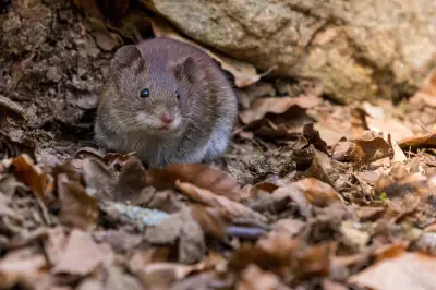 Argentina identifica nova variante de hantavírus na Terra do Fogo