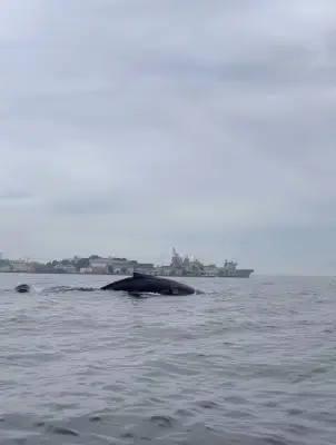 Baleia-jubarte surge ao lado de canoa na Baía de Guanabara; céu do Rio ganha tons impressionantes