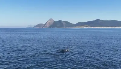 Baleias jubarte encantam com saltos na Praia de Itaipuaçu, em Maricá