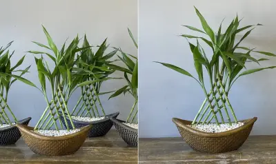 Bambu-da-sorte: onde colocar para atrair prosperidade e equilíbrio