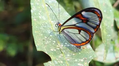 Borboleta rara de asas transparentes é registrada em Niterói