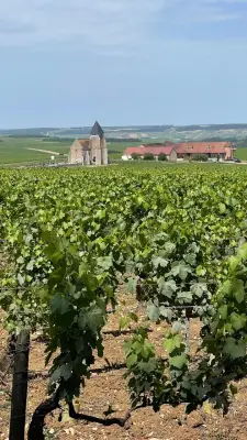 Borgonha: 32 mil hectares de vinhedos e 3,4% da produção francesa